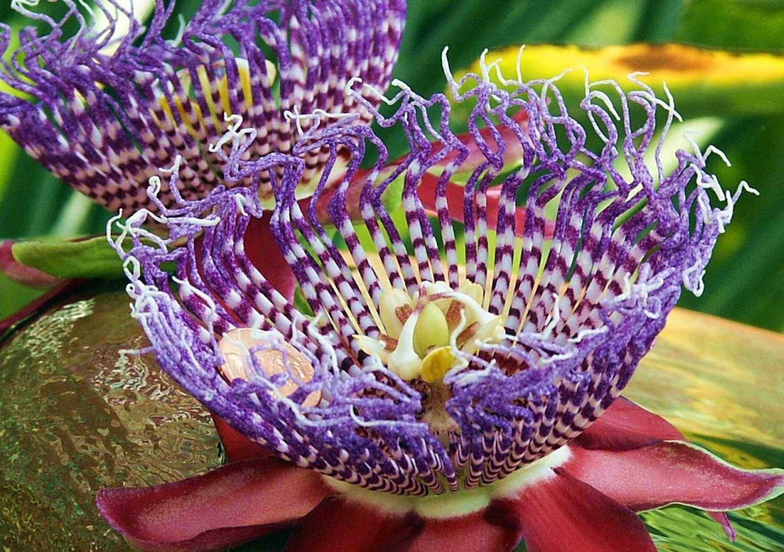 Rare and Exotic Flowers of the World